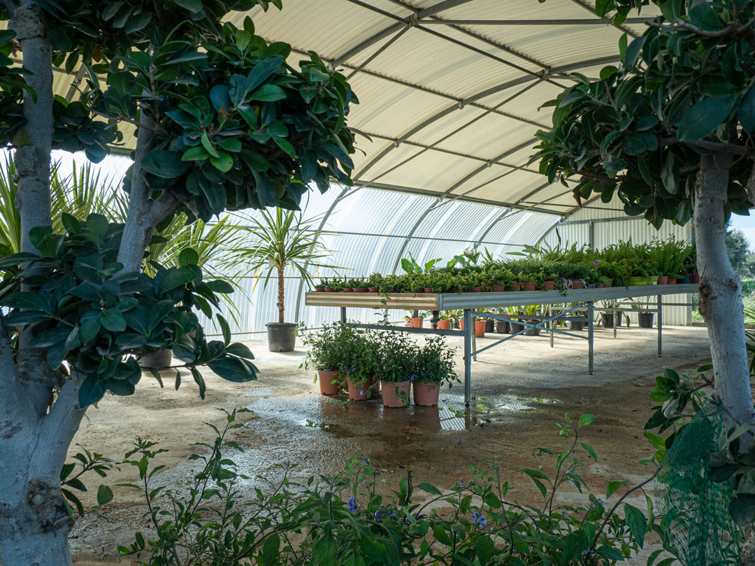 foto Viver-Auguero Plantes Centre Jardineria Girona-hivernacle de la galeria "$treball" 